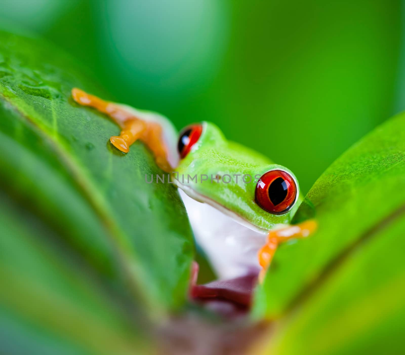 Tree frog on colorful background