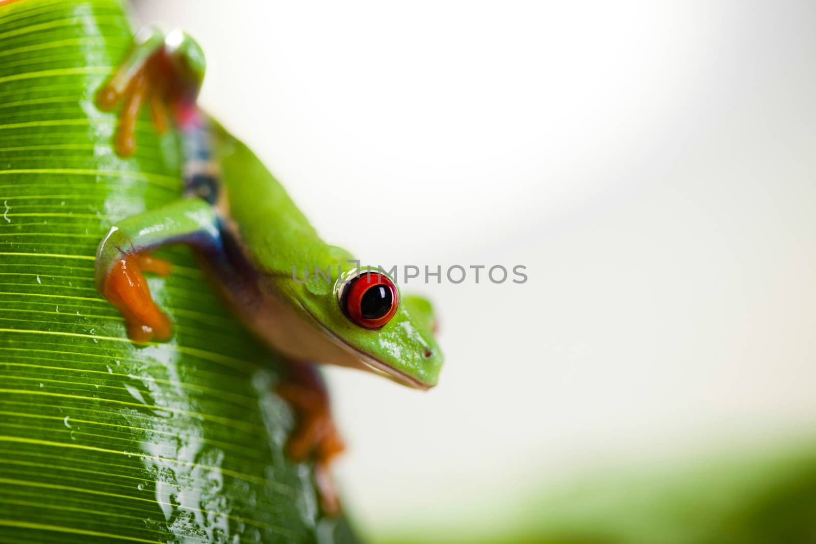 Green tree frog on colorful background