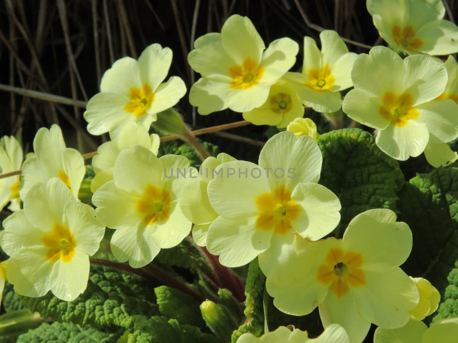 A close-up image of colourful Wild Primroses.