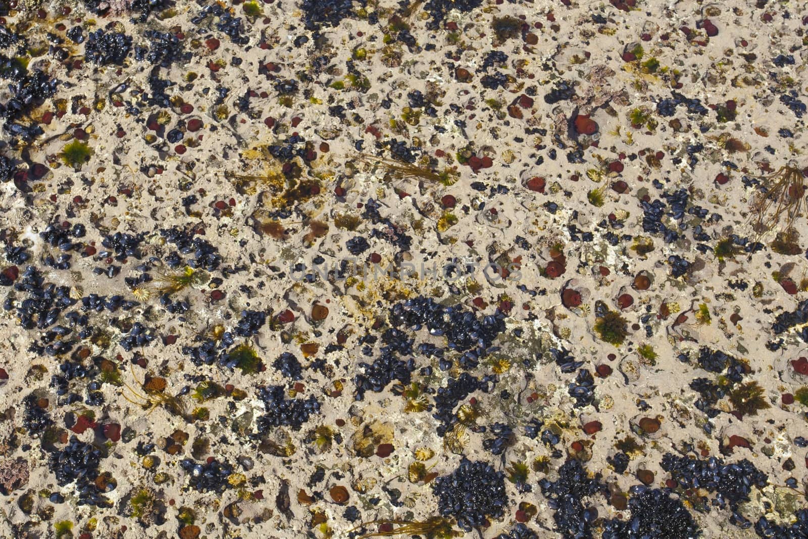 Close up of a rock pool containing various marine life like Beadlet anemone (Actinia equina), the common limpet (Patella vulgata) and Blue mussels (Mytilus edulis)