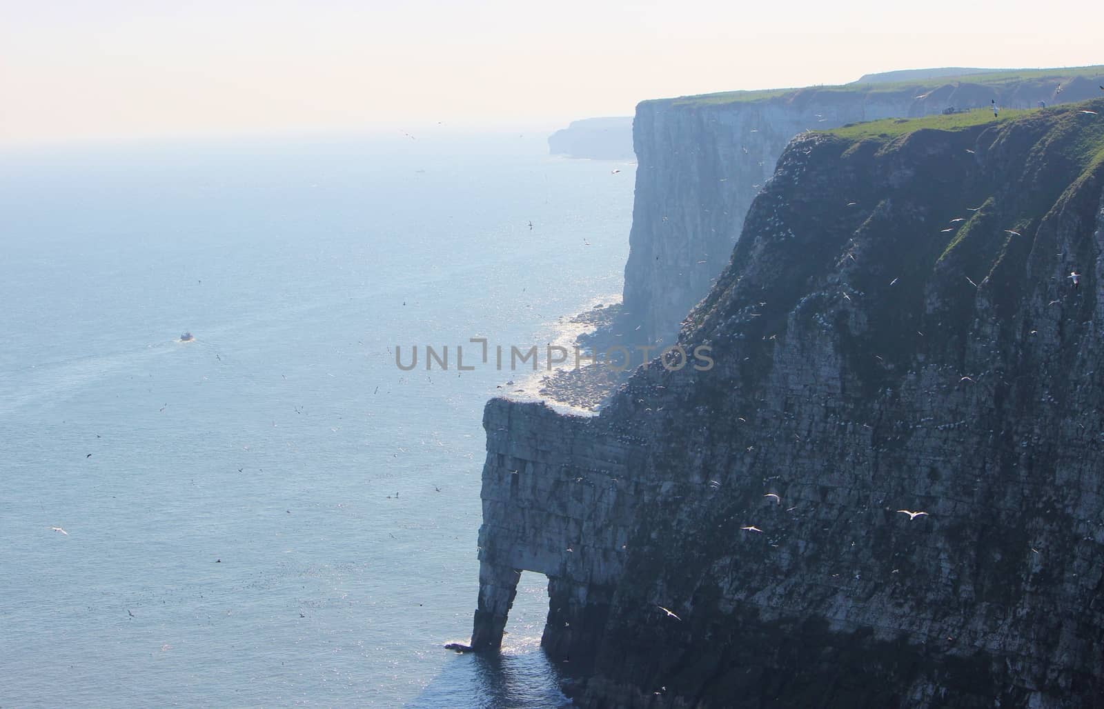 An image from Bempton Cliffs, a nature reserve on the Yorkshire coast.