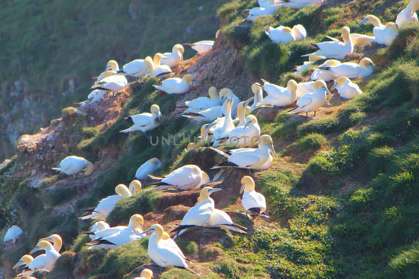 An image of gannets nesting on the Yorkshire coast.