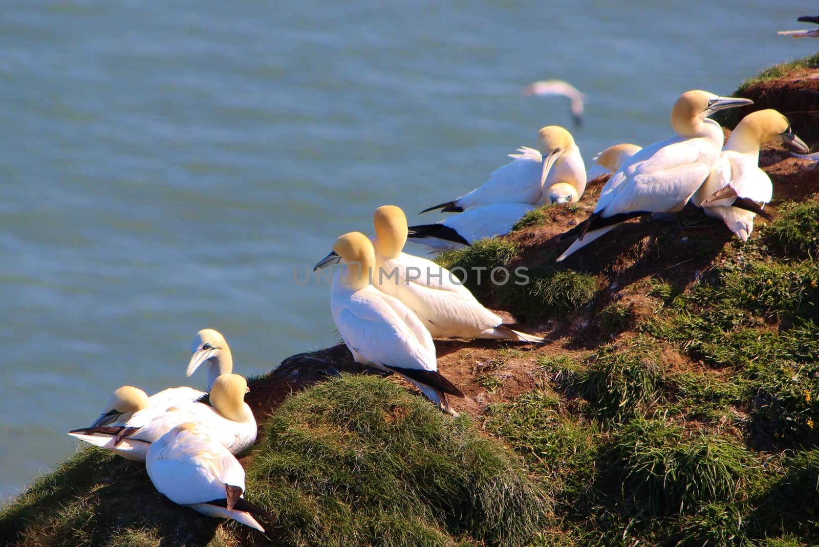 A close-up image of Gannets nesting on the Yorkshire coast.