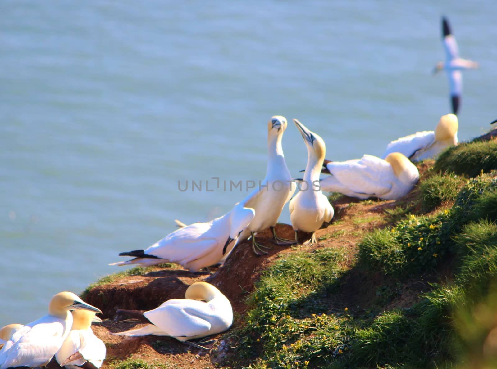 A close-up image of gannets nesting on the Yorkshire coast.