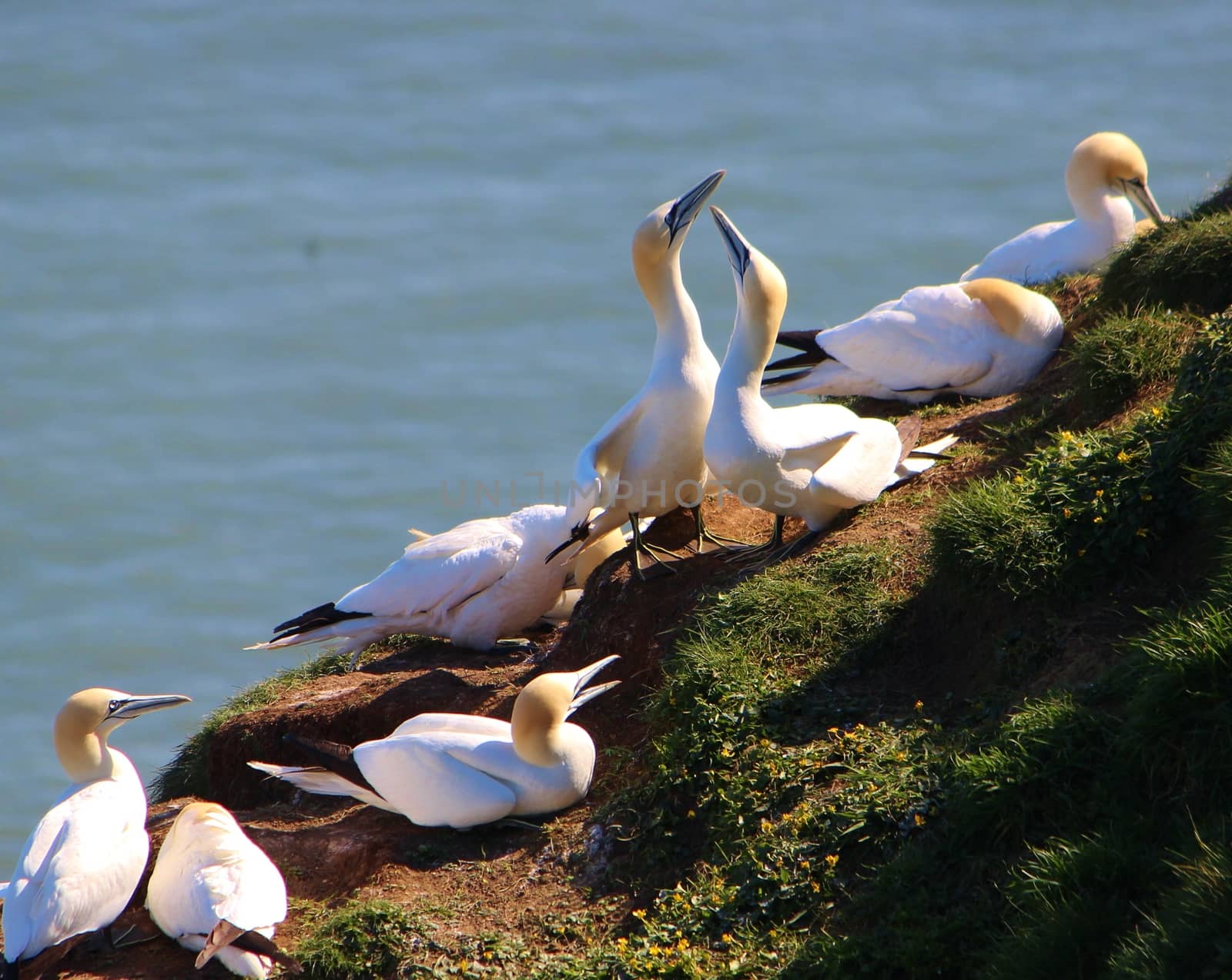 A close-up image of gannets nesting on the Yorkshire coast.