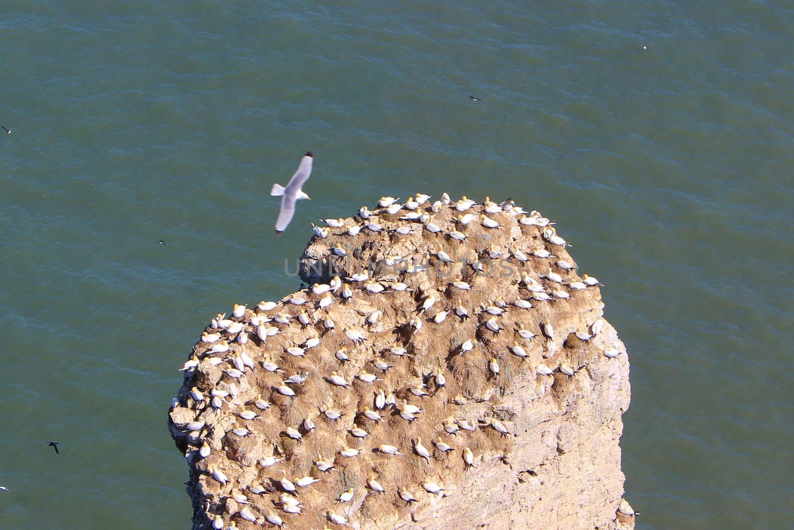 An image of a gannet colony on the Yorkshire coast.