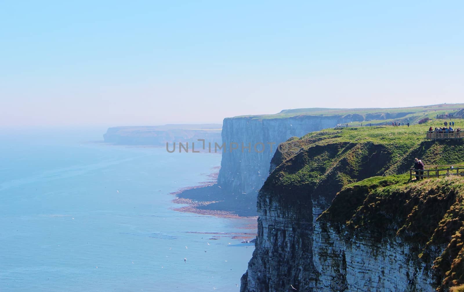 Bempton Cliffs. by paulst