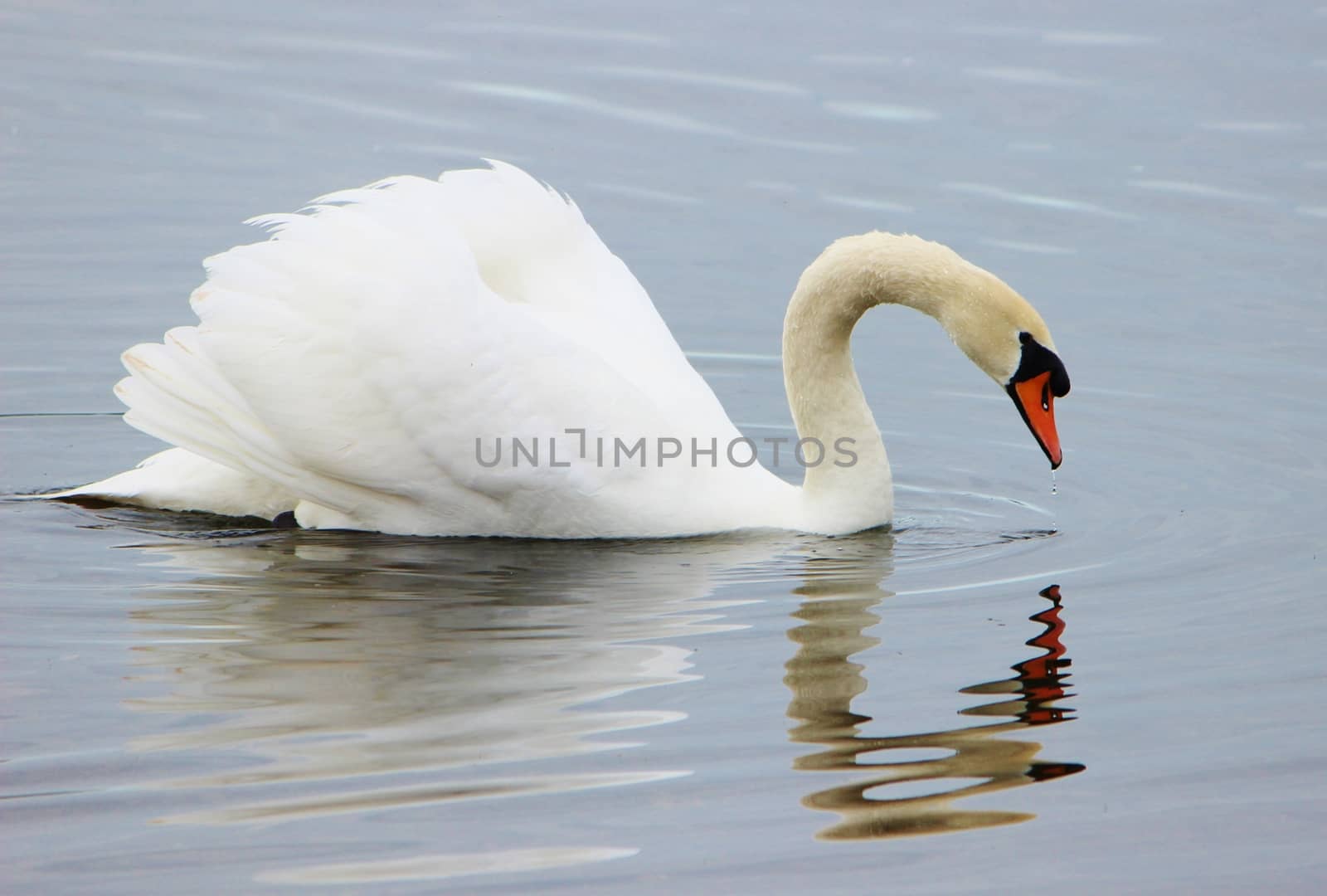 Mute Swan (Cygnus olor). by paulst