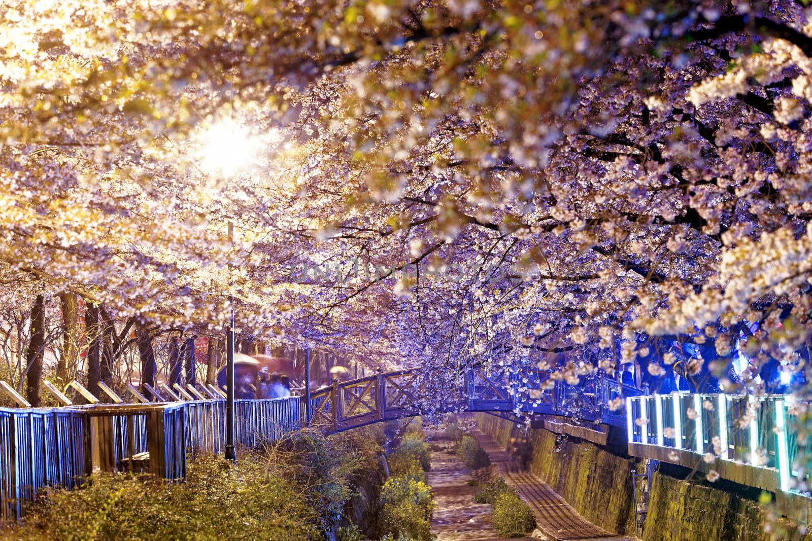 cherry blossoms at night, busan city in south korea