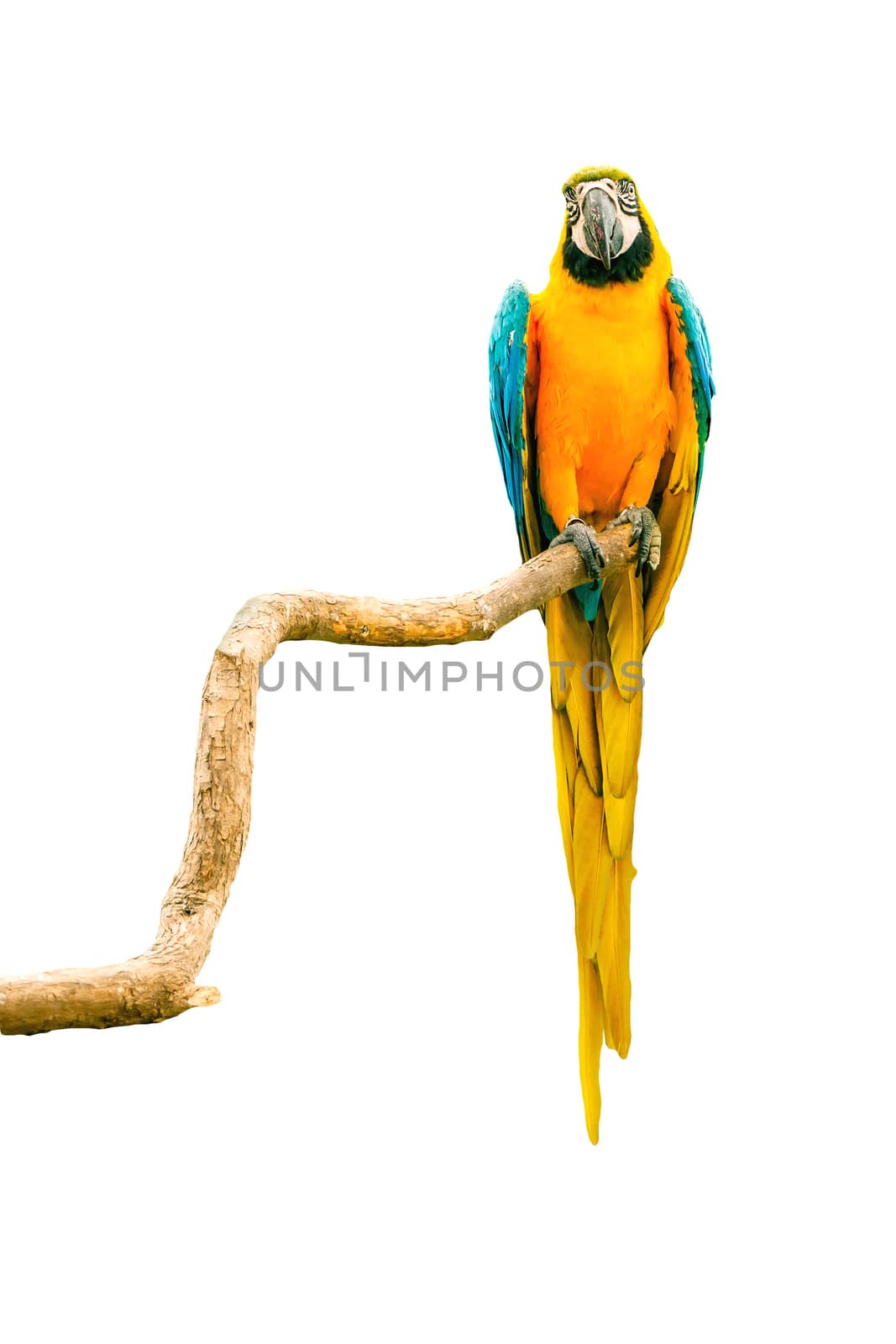 Macaw parrot on a twig by Sportactive