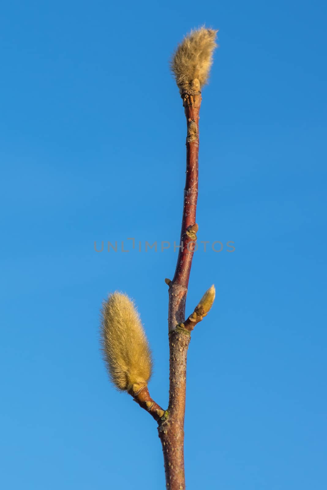 Magnolia tree with fluffy springtime buds