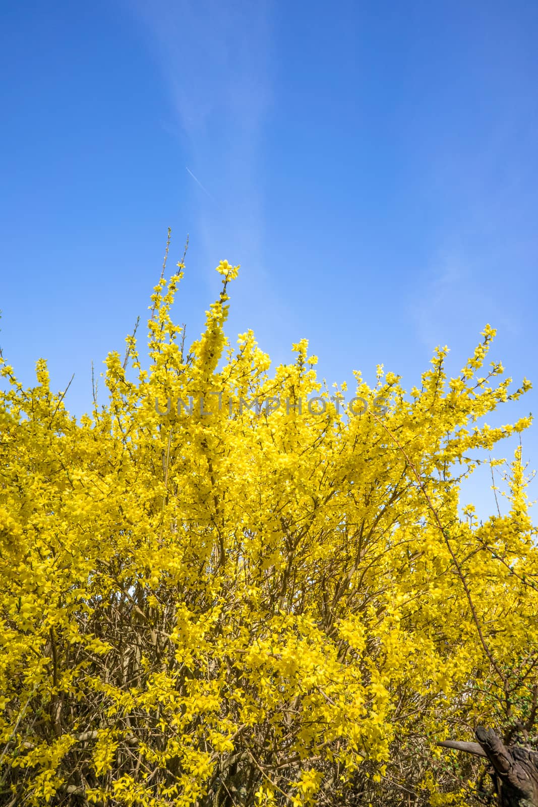 Yellow Forsythia bush on blue background in the spring