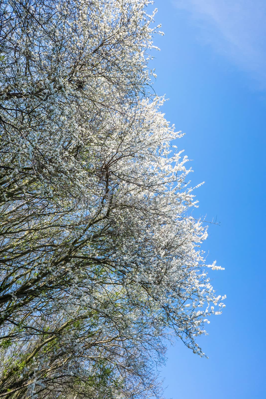 Prunus Cerasifera tree with white flowers in april
