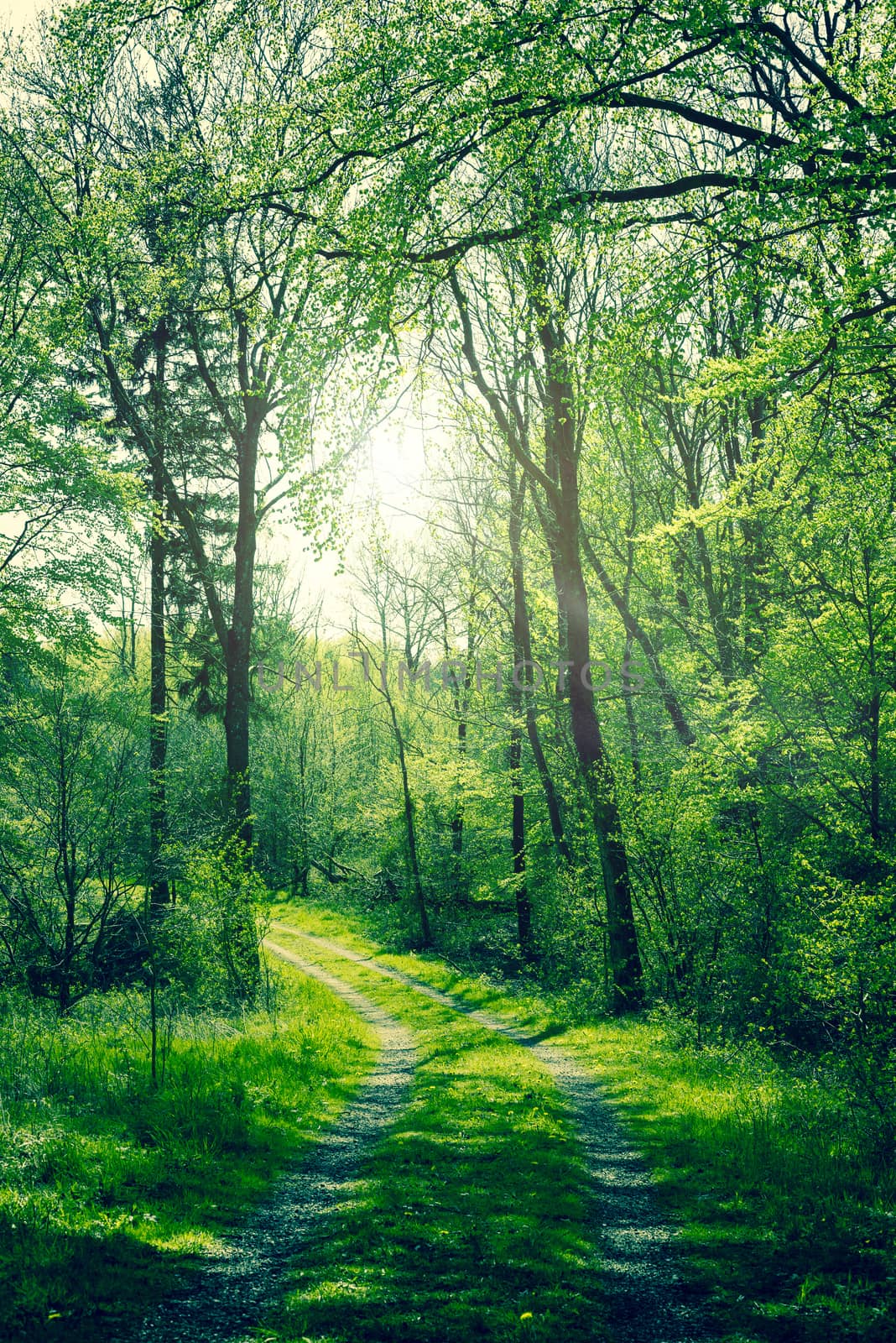 Green forest with sunshine by Sportactive