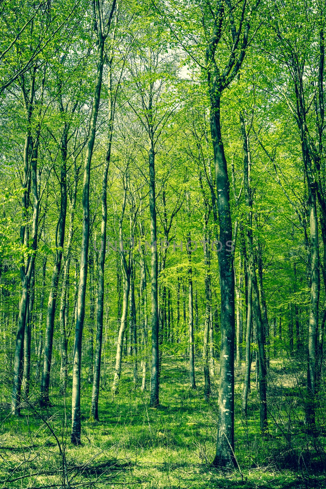Beech forest at springtime by Sportactive