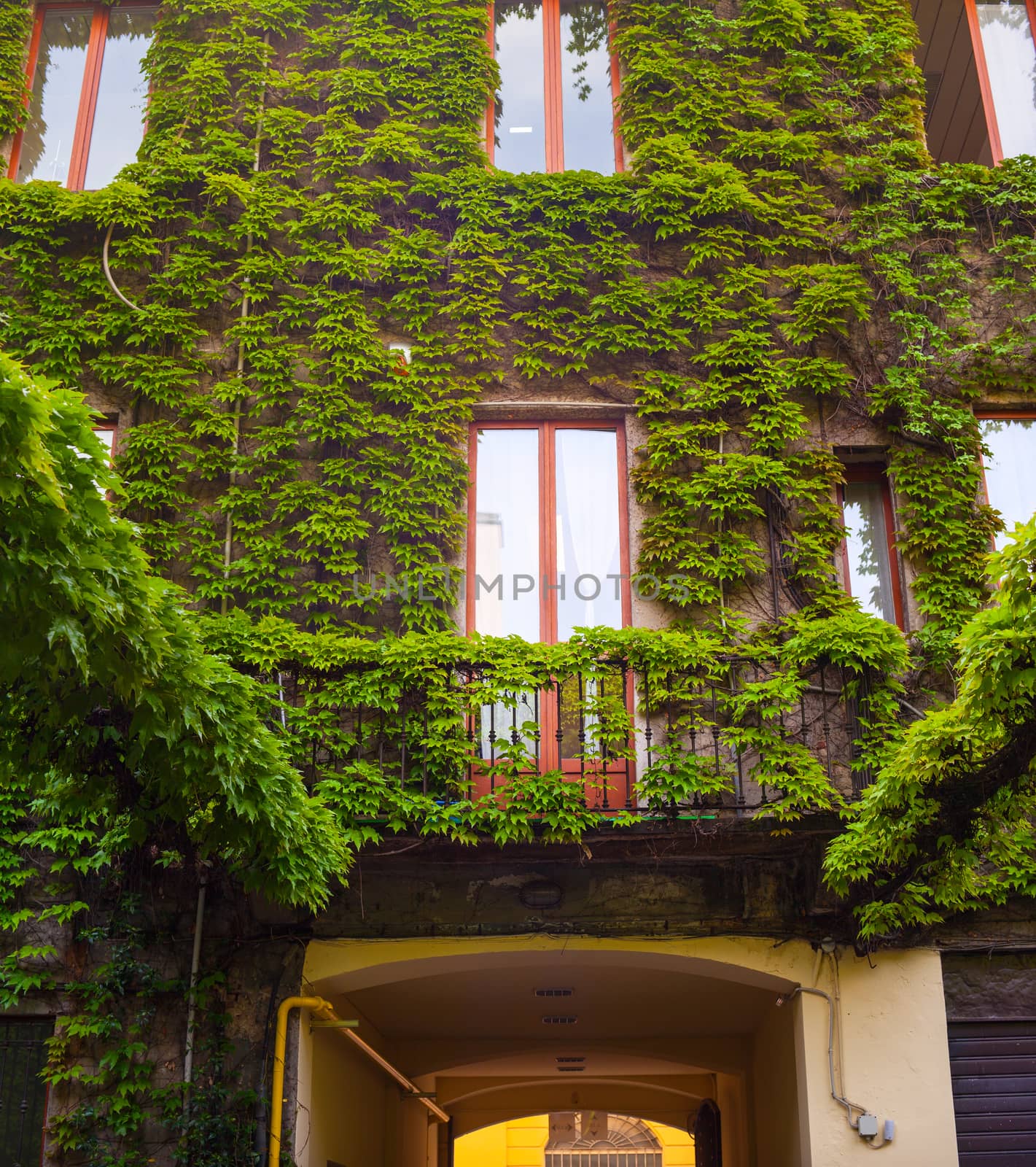 View of Italian house covered by ivy