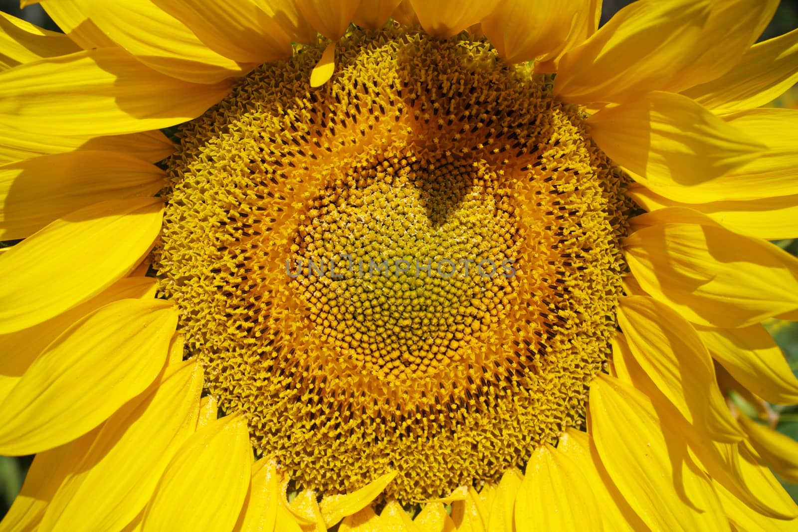 Beautiful sunflower close-up