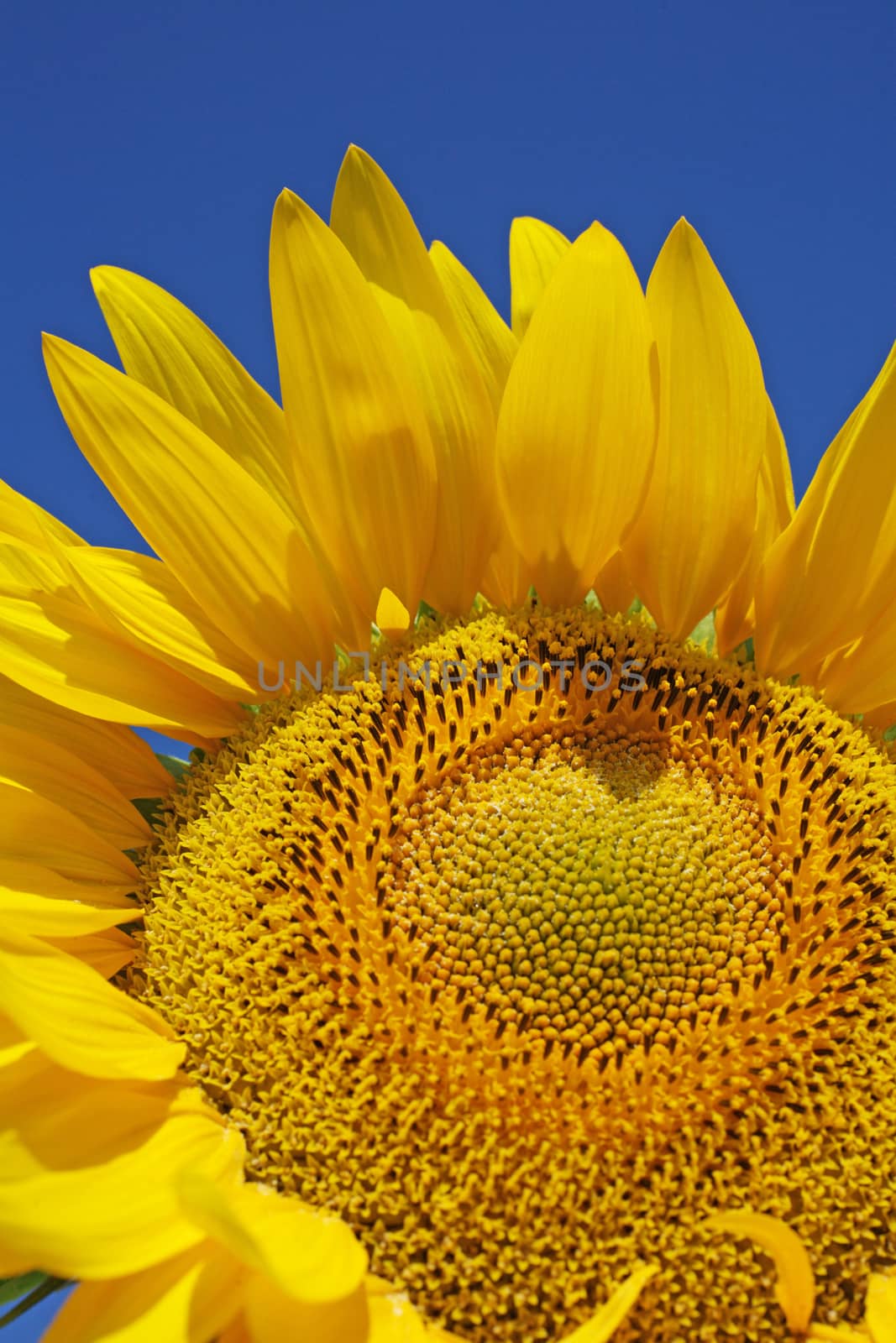 Beautiful sunflower close-up