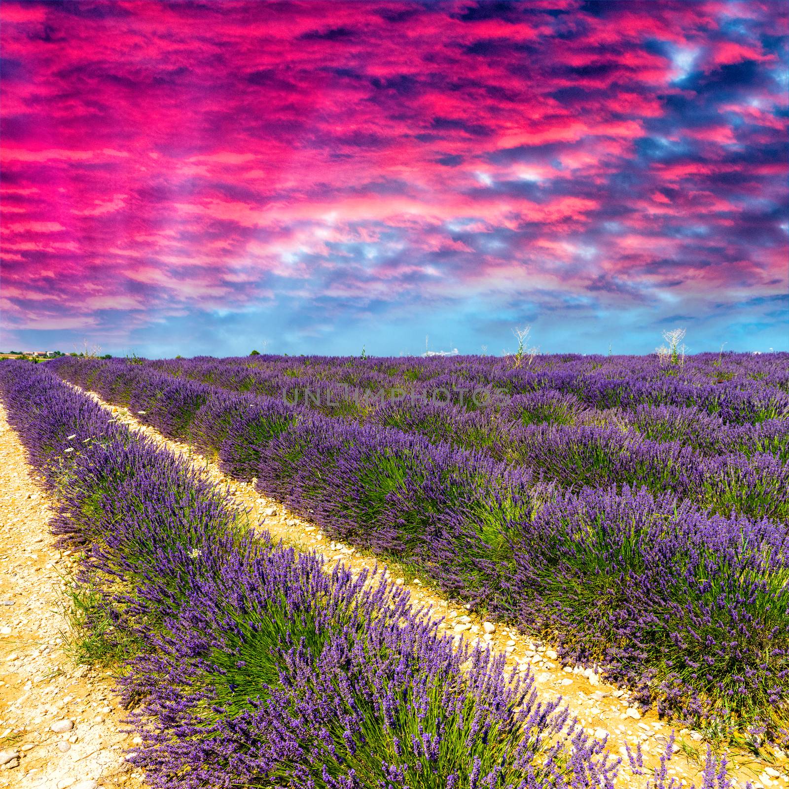 Lavender flower blooming scented fields in endless rows. Valensole plateau, provence - France