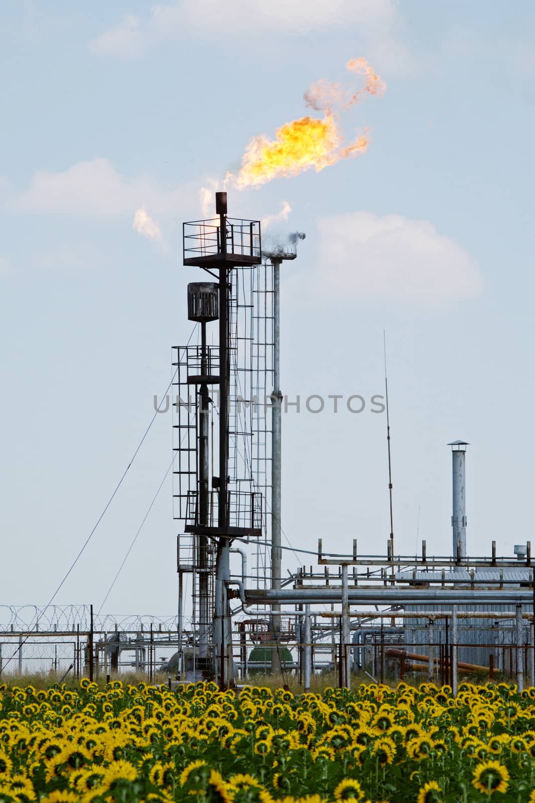 Oil torch and a field of sunflowers