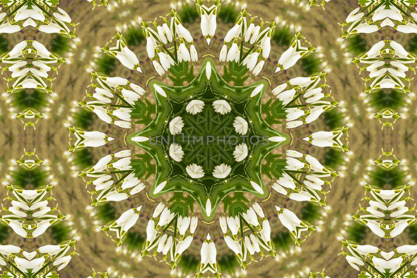 kaleidoscopic flower pattern background of white snowdrops
