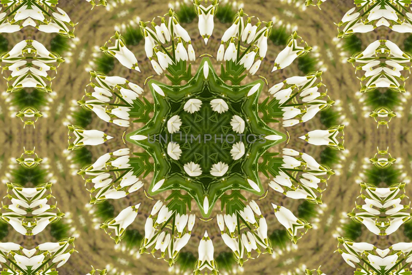 kaleidoscopic flower pattern background of white snowdrops