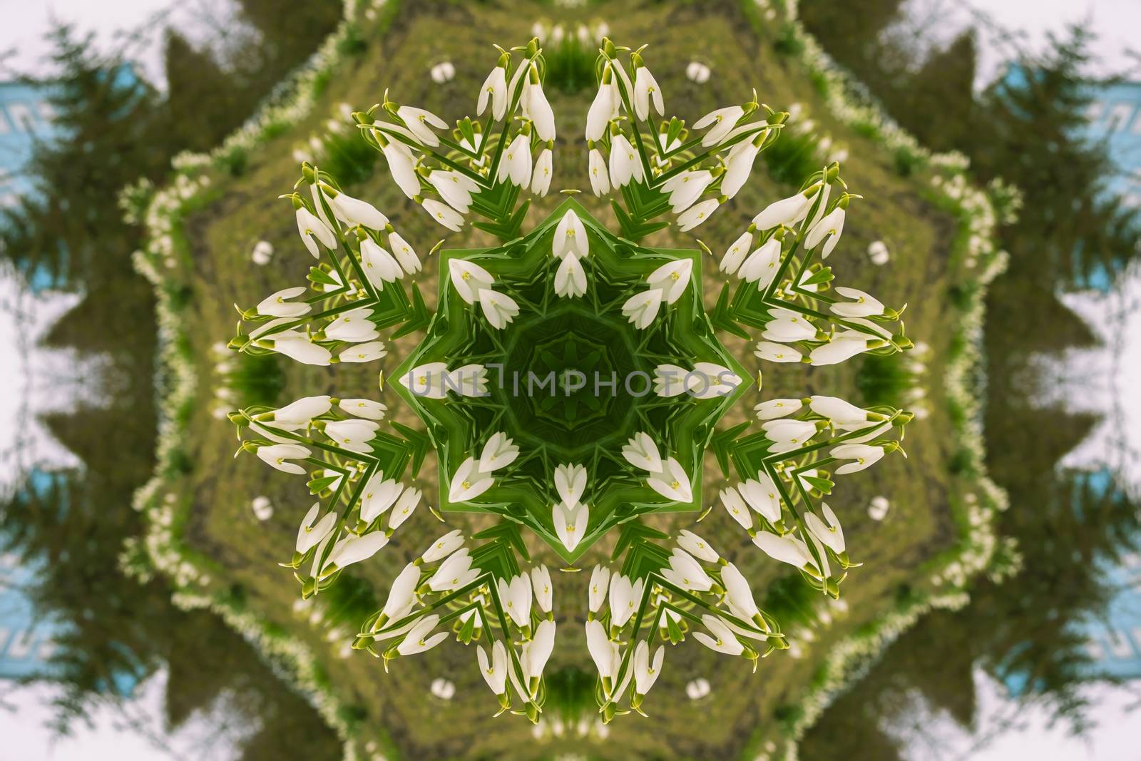 kaleidoscopic flower pattern background of white snowdrops