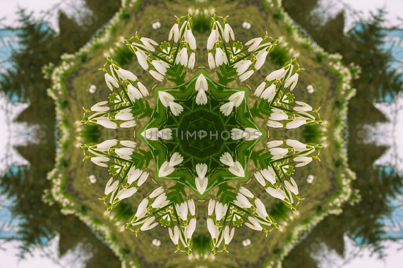 kaleidoscopic flower pattern background of white snowdrops