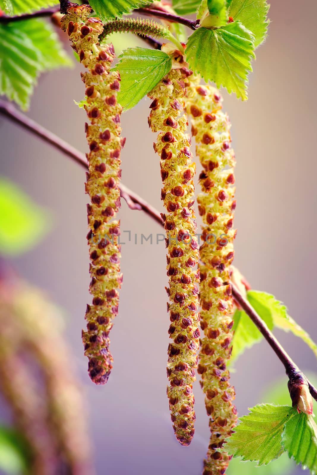 Twigs and young leaves of cherry birch. by georgina198