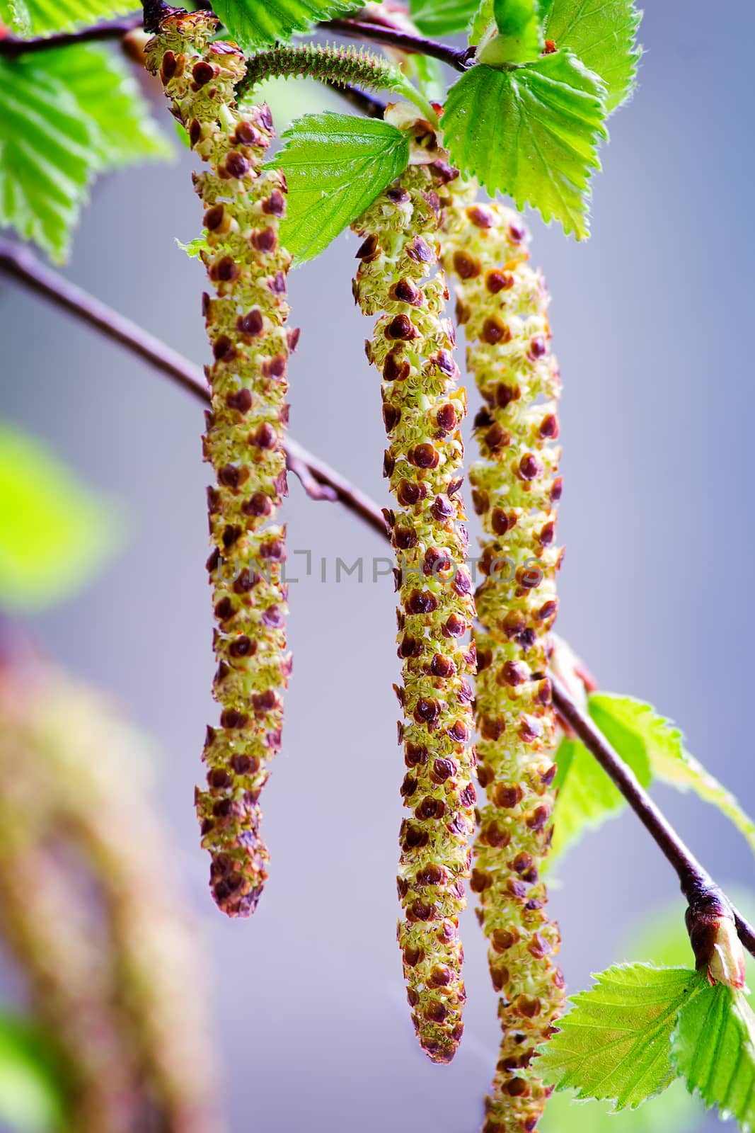 The young shoots of birch with the first green leaves and flowers against the sky. Presents closeup.