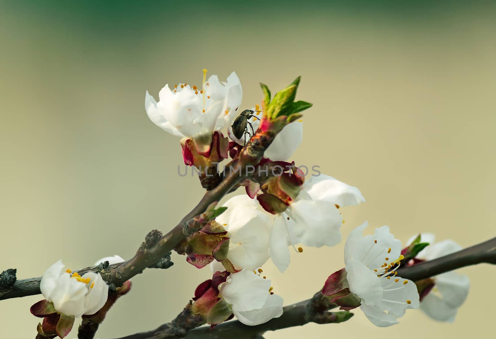 Blooming apricot and insect in the sky by georgina198