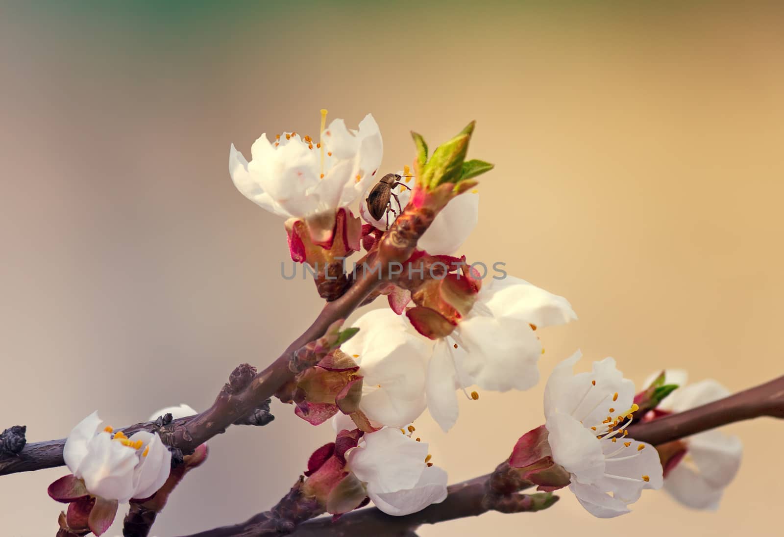 Blooming apricot and insect in the sky by georgina198