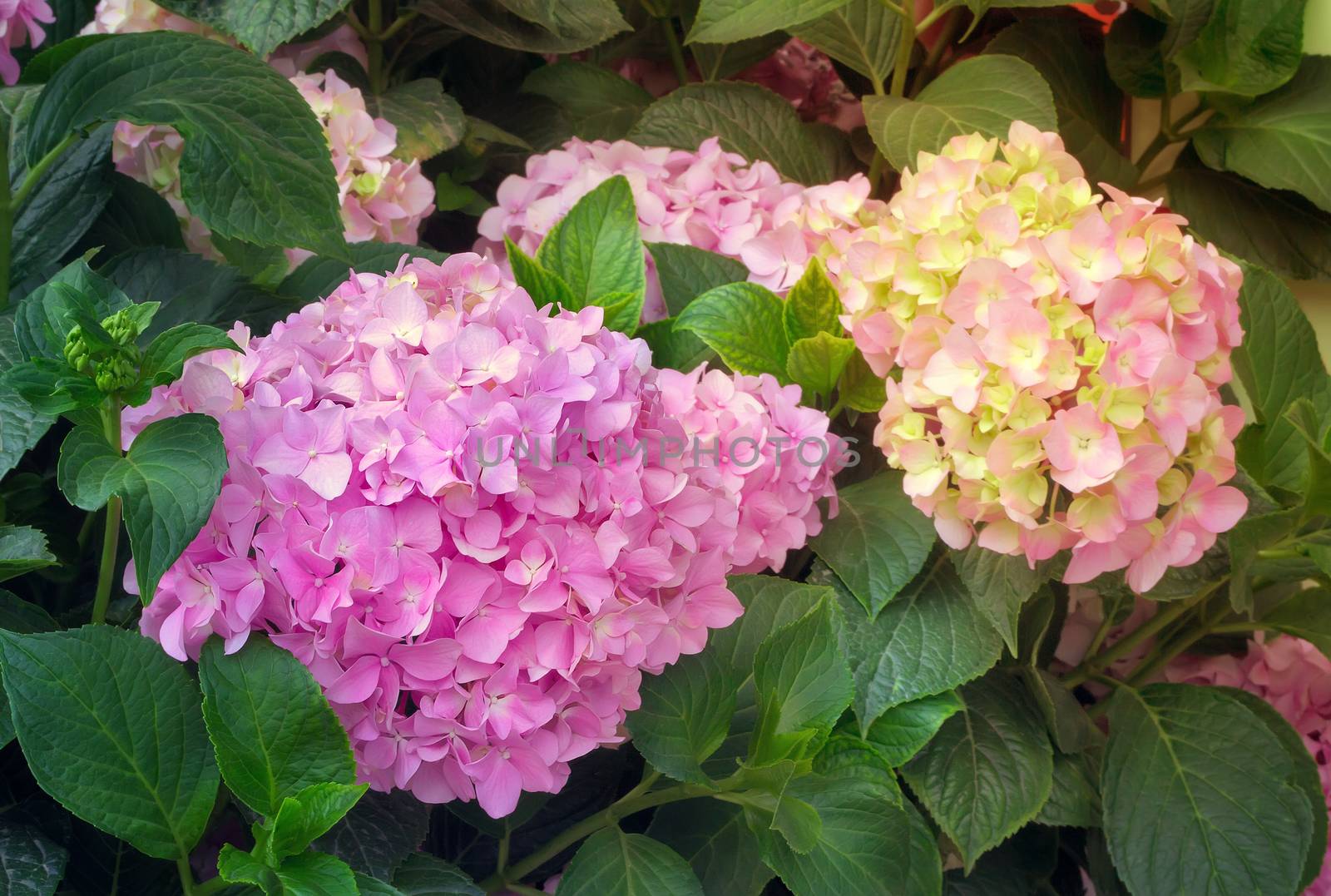 Large inflorescences flowering hydrangeas and green leaves.