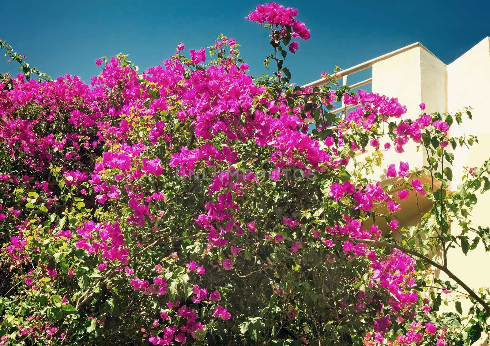 Building facade fragment on which balcony ornamental plants with a large amount of bright pink colors grow