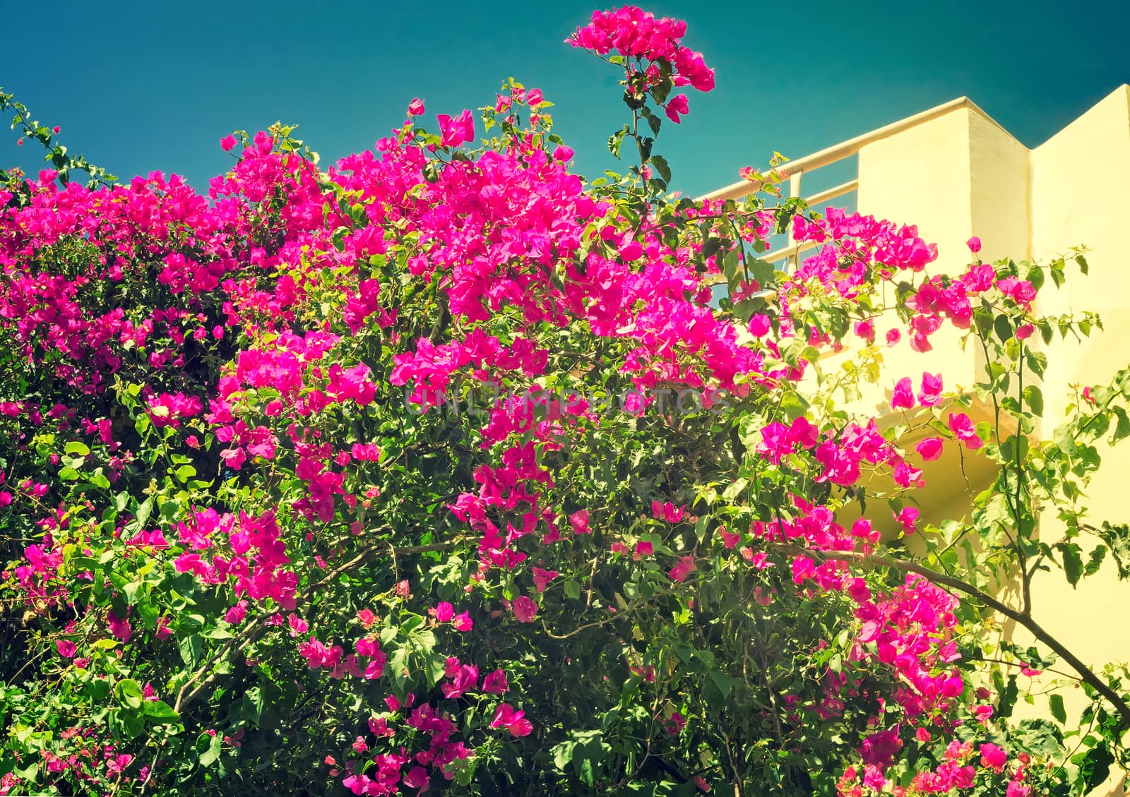 Building facade fragment on which balcony ornamental plants with a large amount of bright pink colors grow