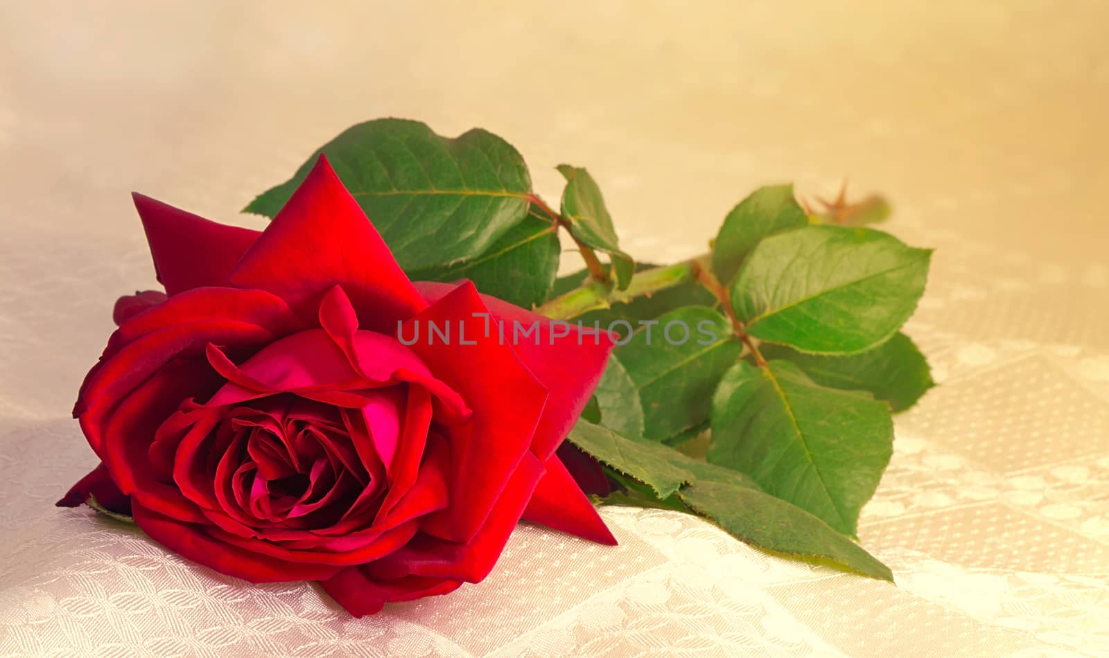 A large red rose with green leaves lies on the silk coverlet.