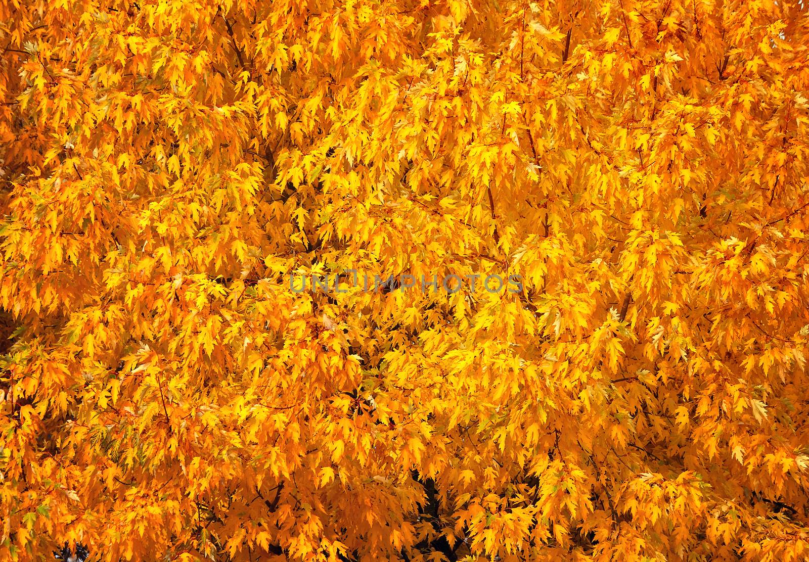 Fragment of the thick crown of a tree in autumn with a lot of leaves of yellow color (background image).