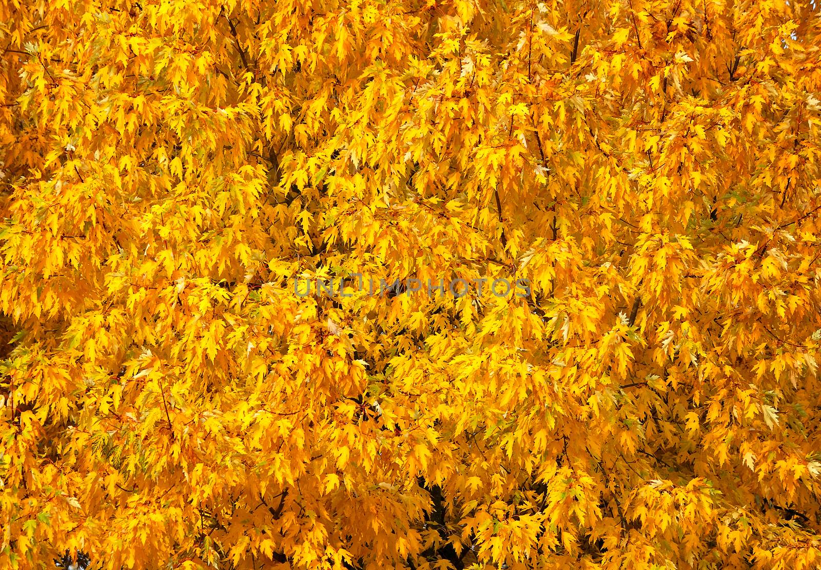 Fragment of the thick crown of a tree in autumn with a lot of leaves of yellow color (background image).