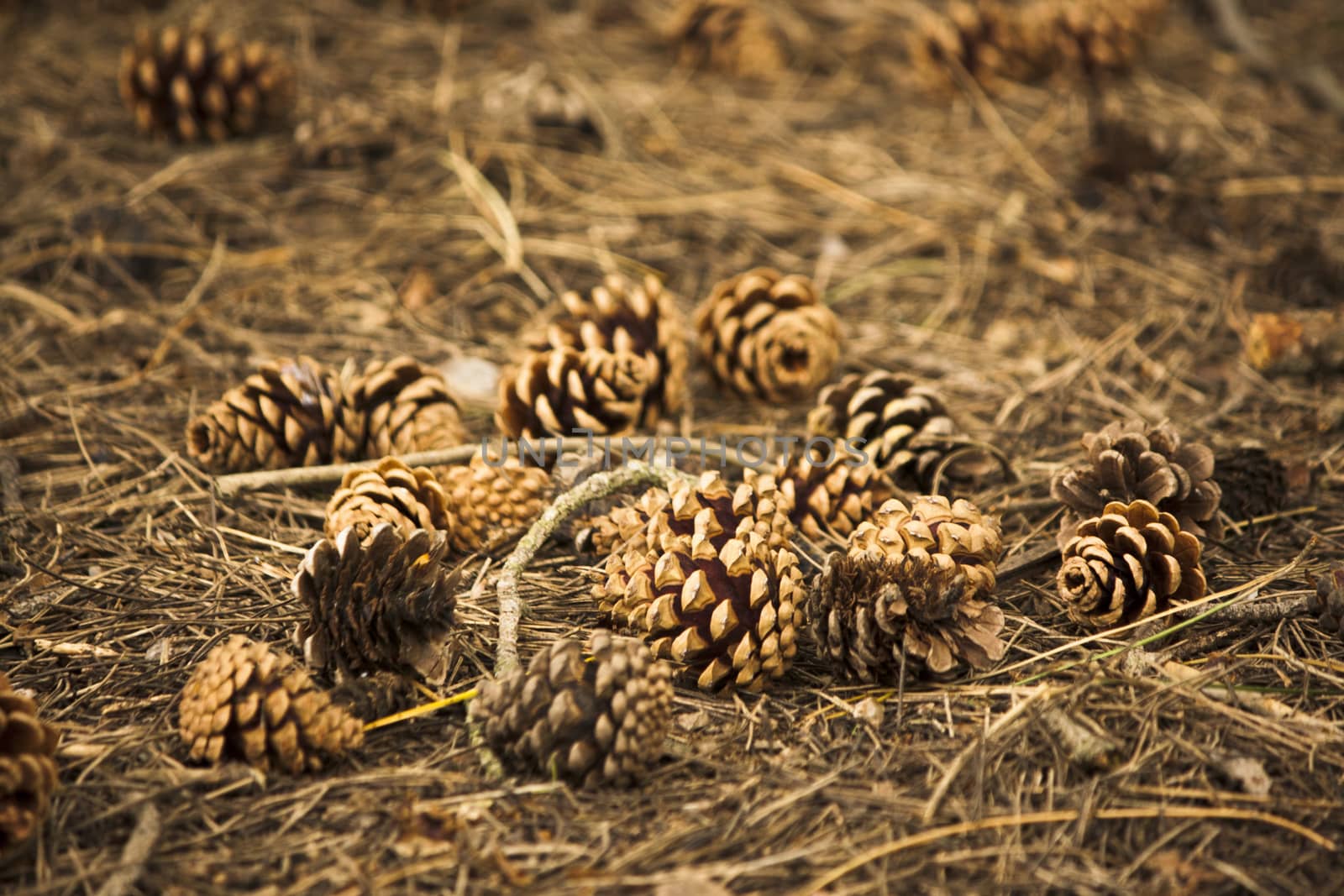 Pine cones and needles left on a woodland floor