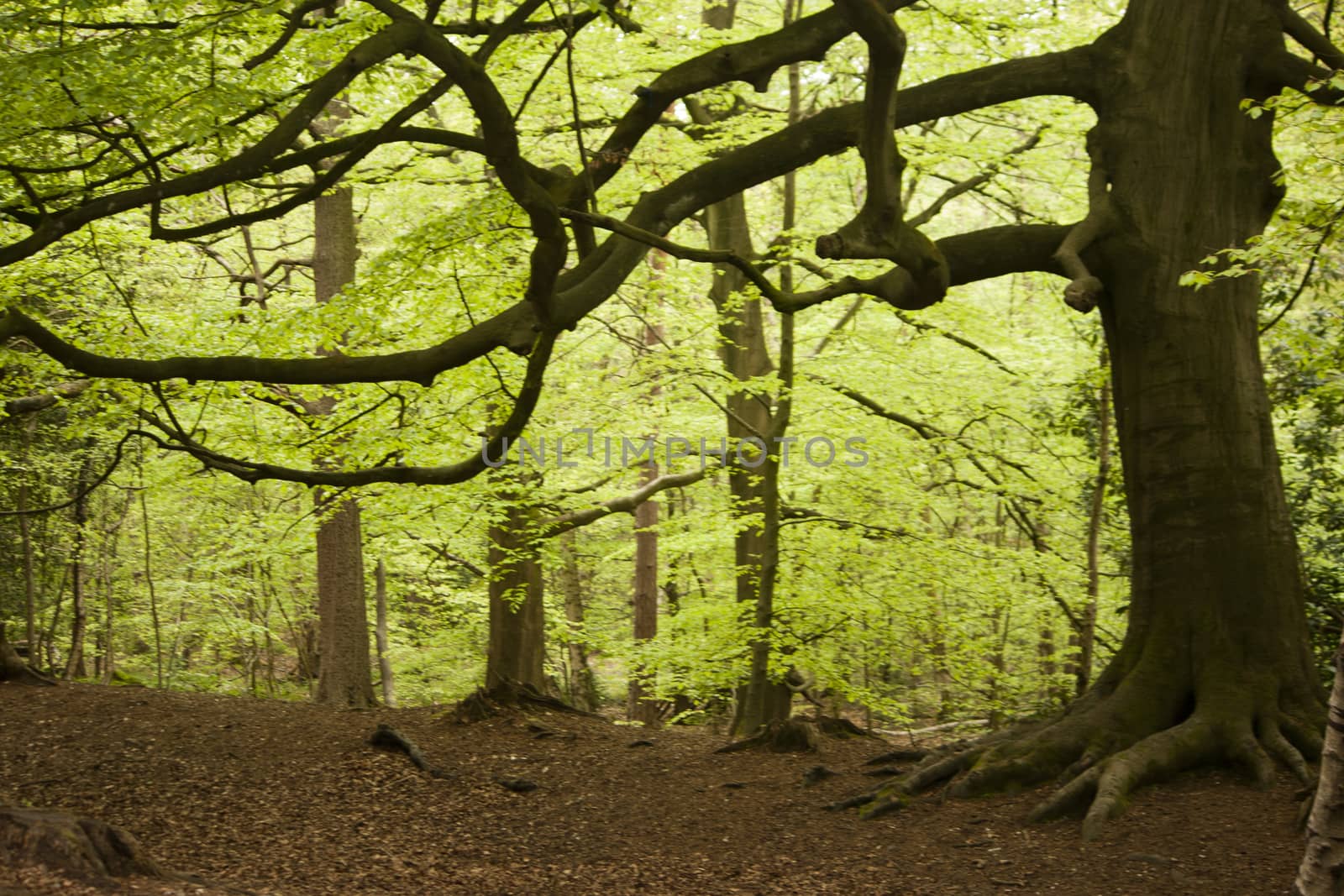 Beautiful English woodland scene with light coming though the trees.