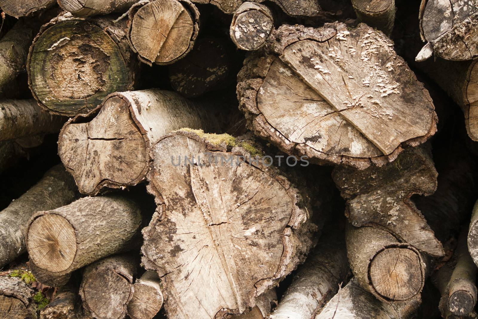 Close up of wooden logs showing rings