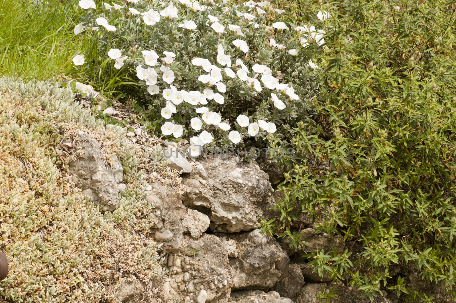 white flowers and evergreen bush in the rock