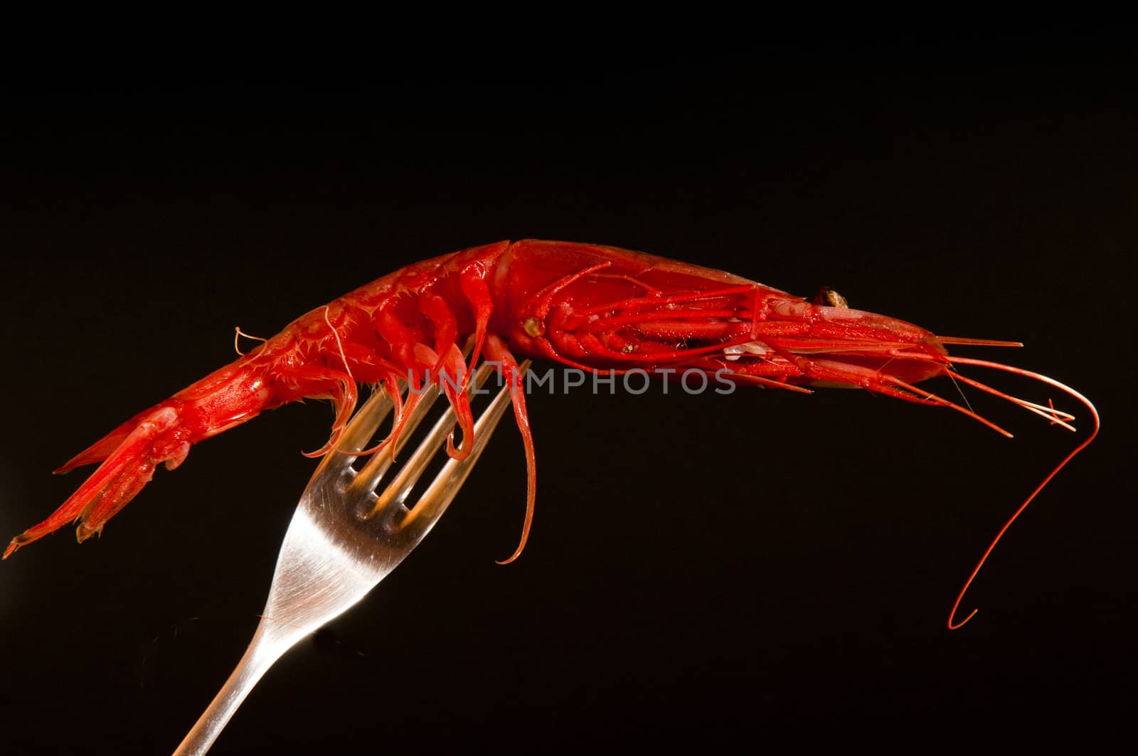 red fresh shrimp on a fork with black background