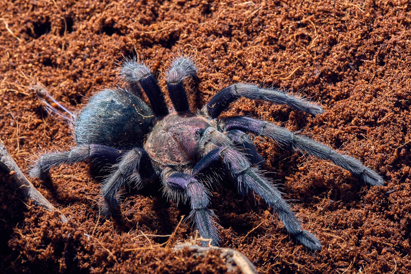 Tarantula Phormictopus sp purple close-up on a background of brown soil 