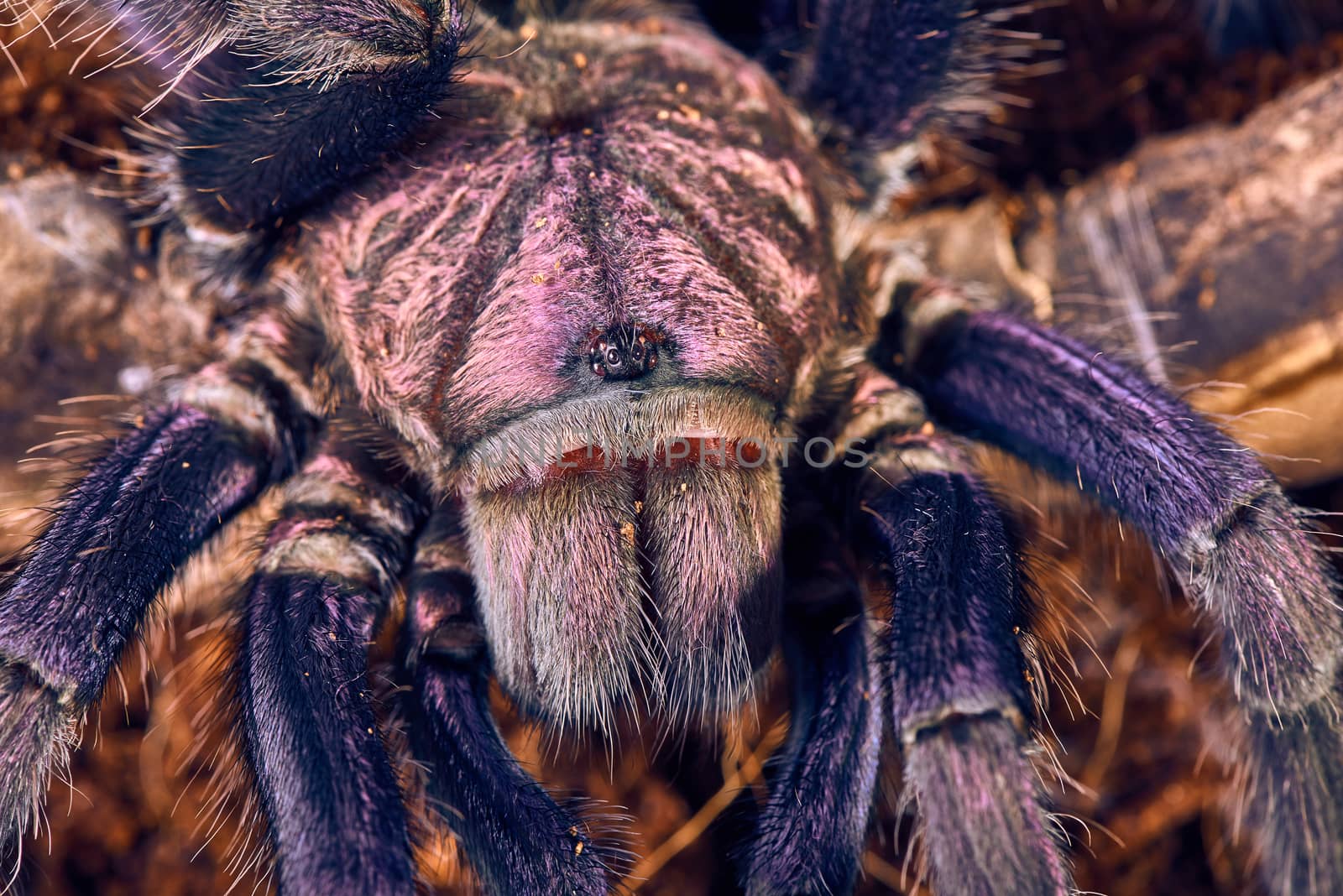 tarantula Phormictopus sp purple by master1305