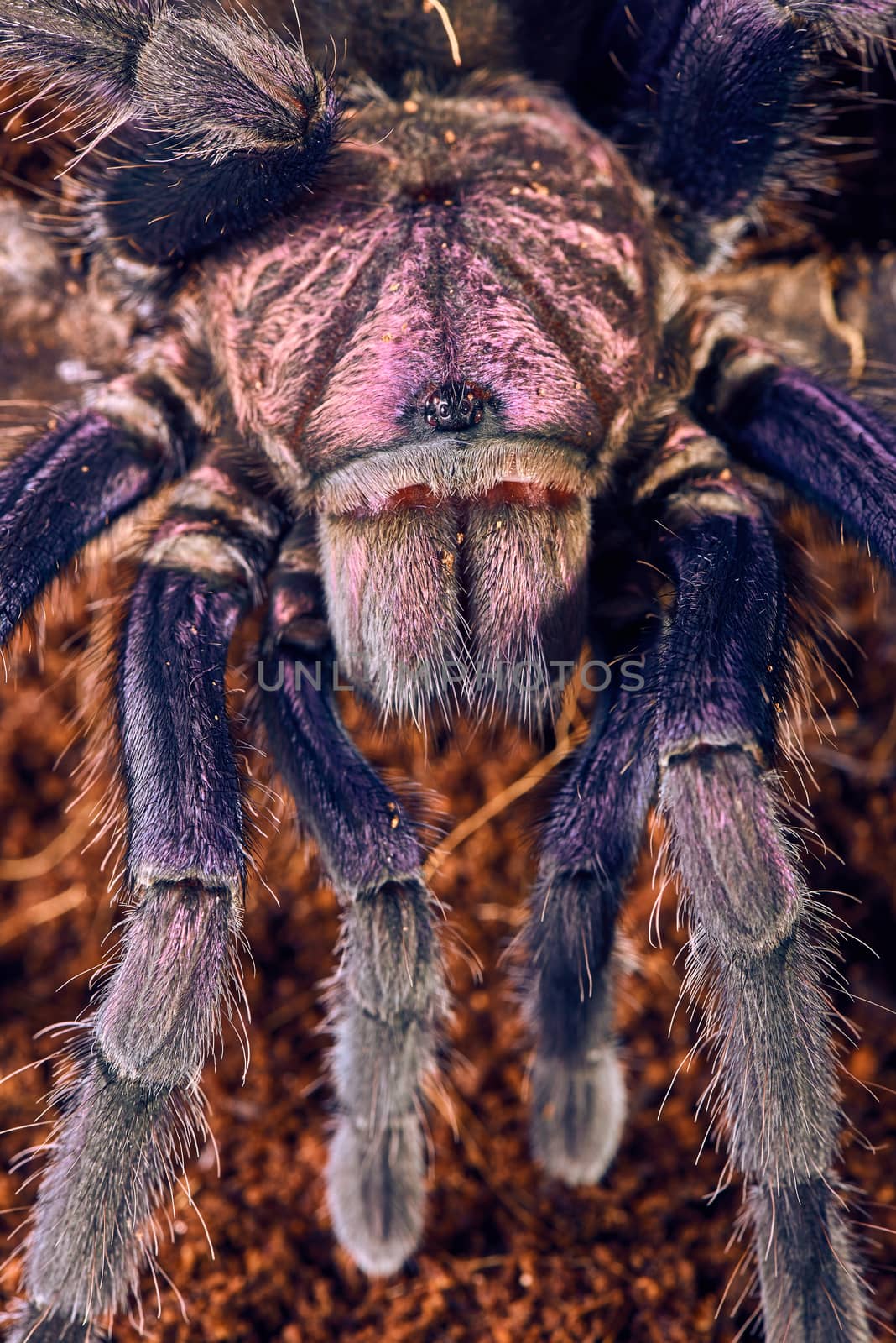 Tarantula Phormictopus sp purple close-up on a background of brown soil 