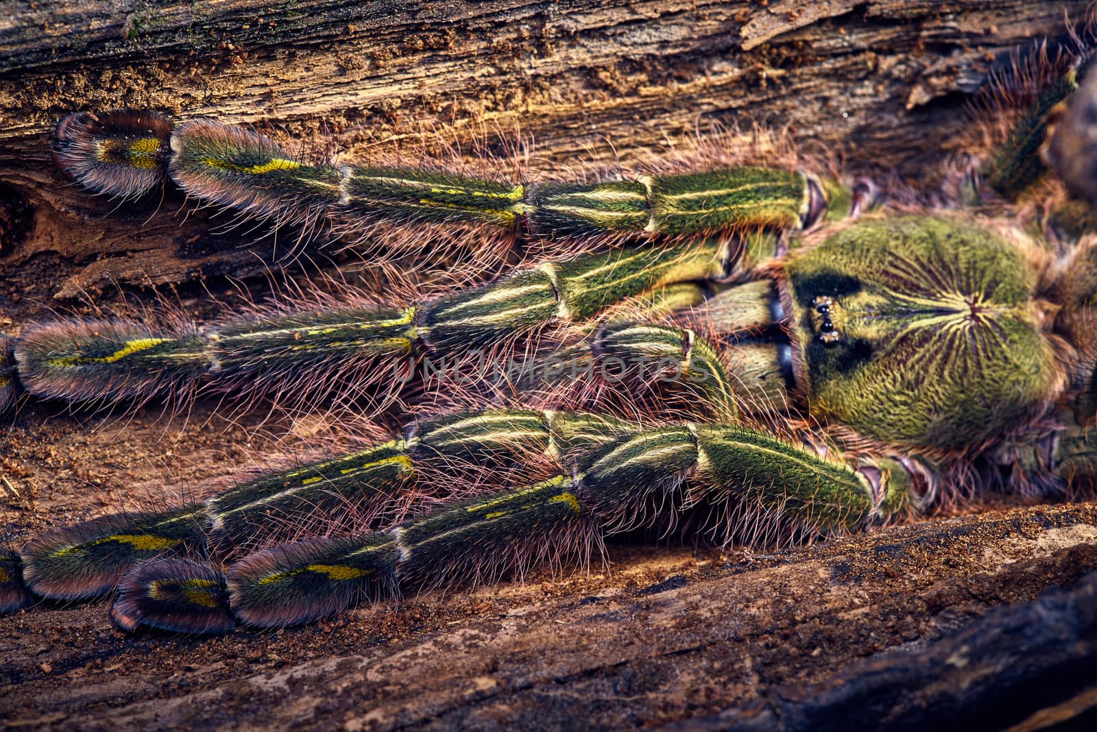 tarantula Poecilotheria rufilata by master1305