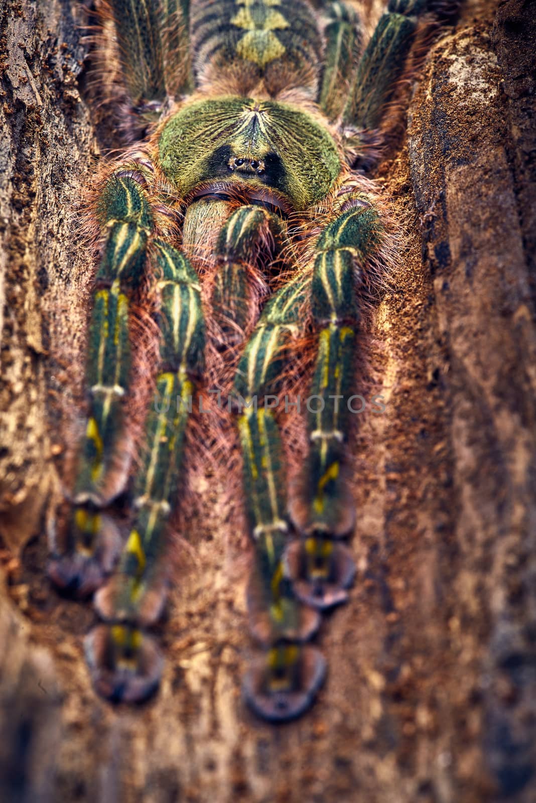 Tarantula Poecilotheria rufilata close-up on a background of brown tree 