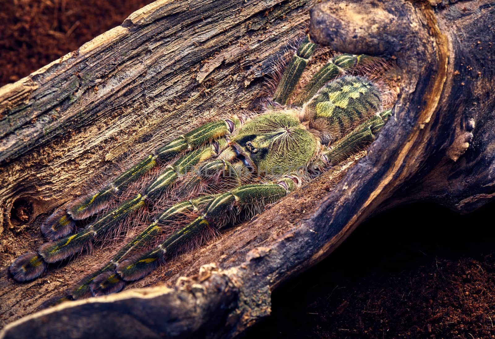 tarantula Poecilotheria rufilata by master1305