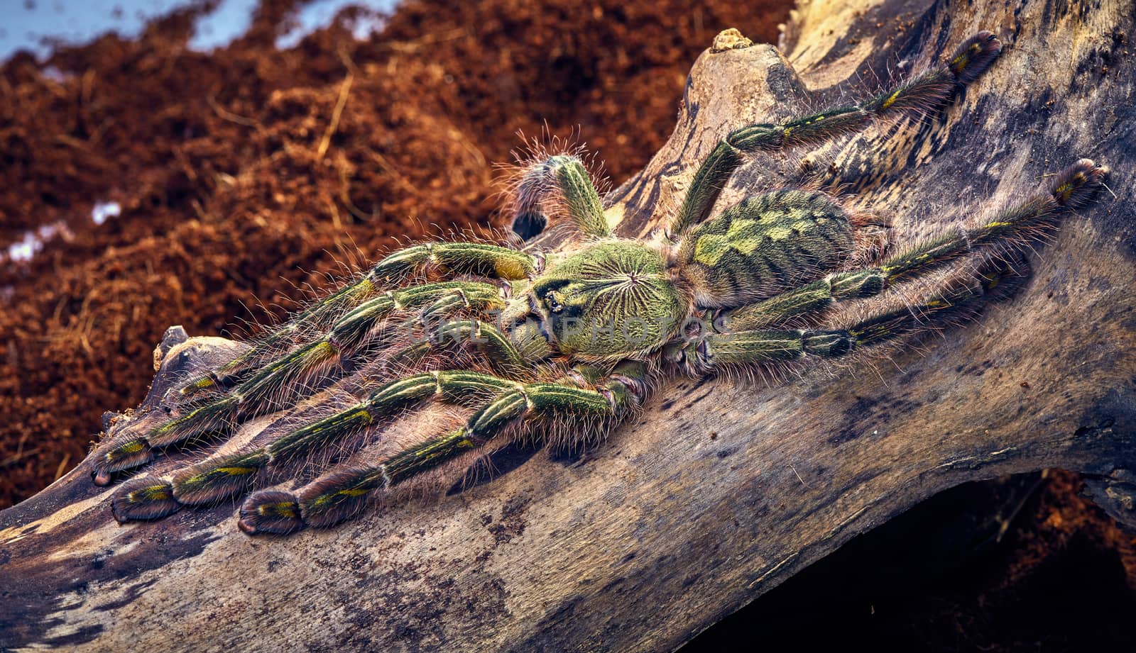 Tarantula Poecilotheria rufilata close-up on a background of brown tree 